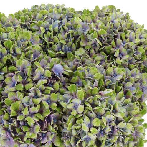 HYDRANGEA MAGICAL CORAL GREEN/LAVENDER