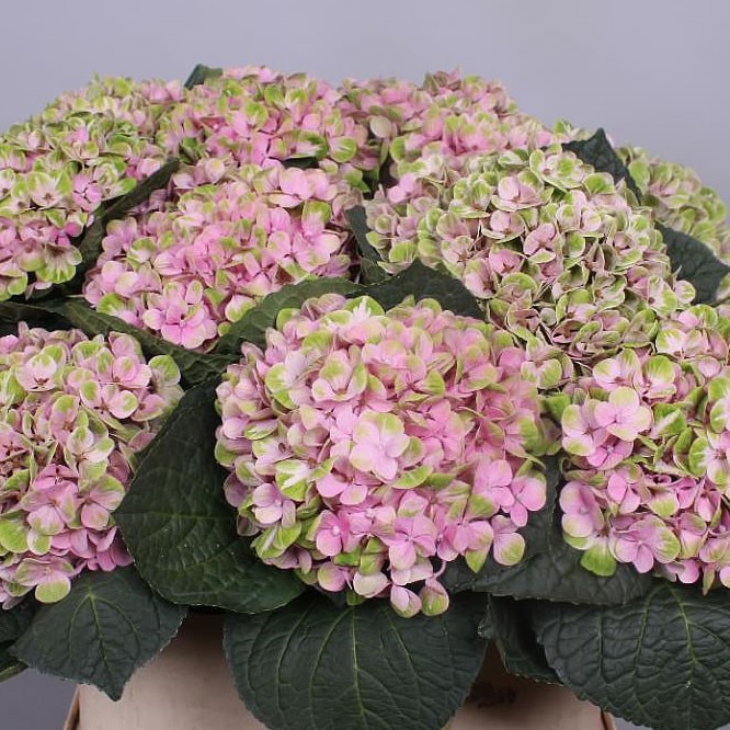 HYDRANGEA MAGICAL CORAL PINK