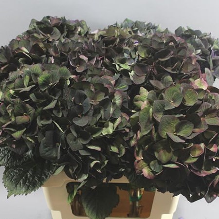 HYDRANGEA MAGICAL CRIMSON CLASSIC