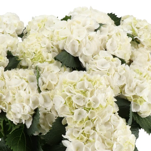 HYDRANGEA MAGICAL CRYSTAL PALACE (SPRAY 3+)