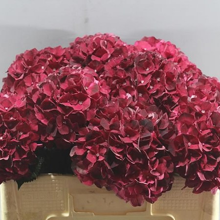 HYDRANGEA MAGICAL DARK RUBY
