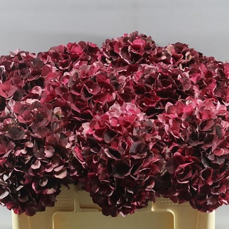 HYDRANGEA MAGICAL DARK RUBY