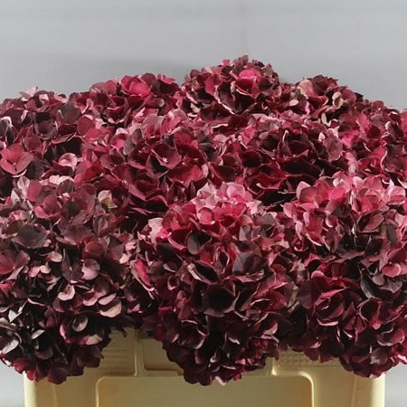 HYDRANGEA MAGICAL DARK RUBY CLASSIC