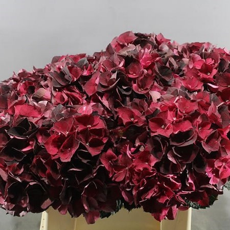 HYDRANGEA MAGICAL DARK RUBY CLASSIC