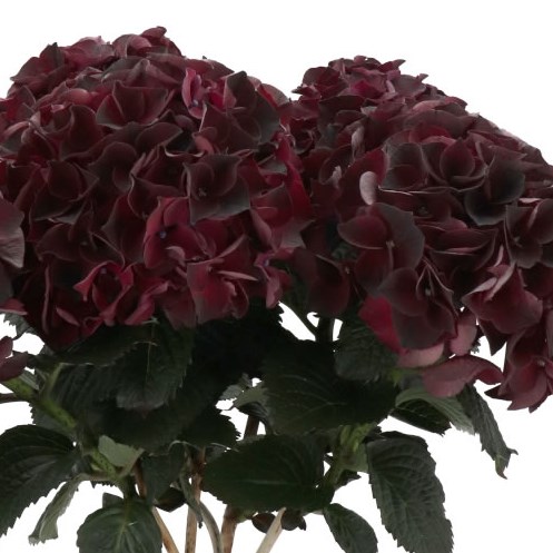 HYDRANGEA MAGICAL DARK RUBY PURPLE/BROWN