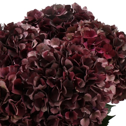 HYDRANGEA MAGICAL DARK RUBY PURPLE/BURGUNDY CLASSIC