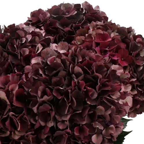 HYDRANGEA MAGICAL DARK RUBY PURPLE/BURGUNDY CLASSIC