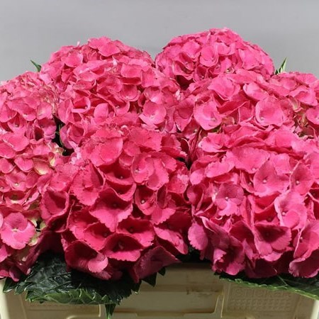 HYDRANGEA MAGICAL DYNAMITE