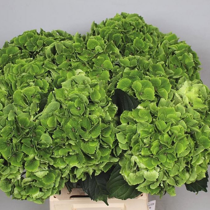 Hydrangea Magical Emerald Green