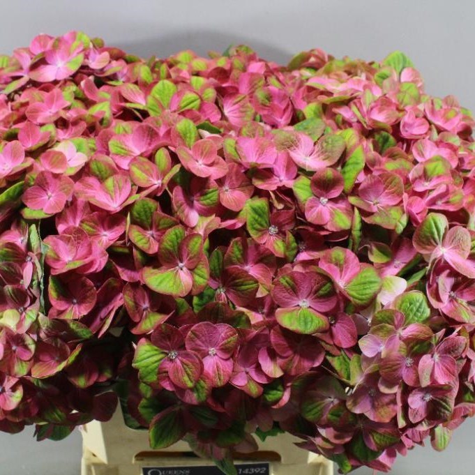 Image of Hydrangea Magical Fire flower arrangement