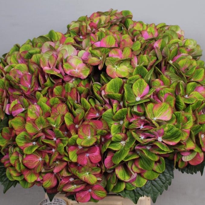 HYDRANGEA MAGICAL GREEN FIRE