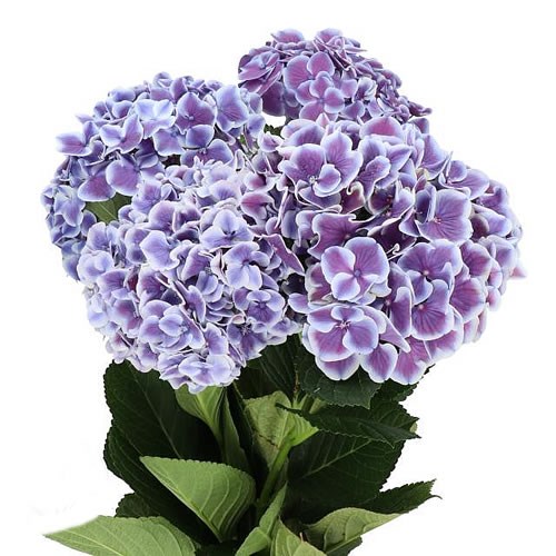 HYDRANGEA MAGICAL HARLEKIJN
