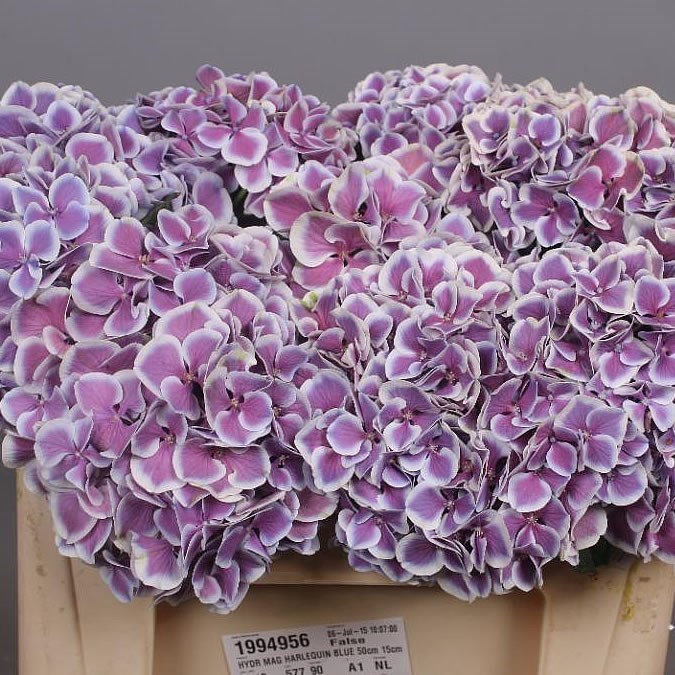 HYDRANGEA MAGICAL HARLEKIJN BLUE