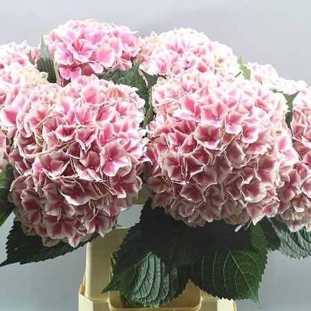 HYDRANGEA MAGICAL LINN