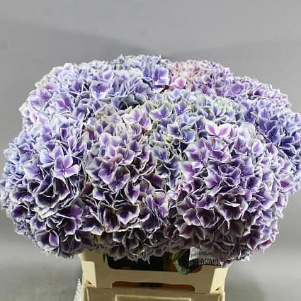 HYDRANGEA MAGICAL LINN PURPLE