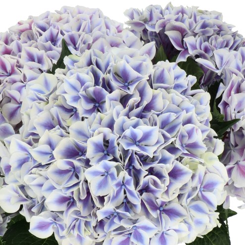 HYDRANGEA MAGICAL LINN PURPLE