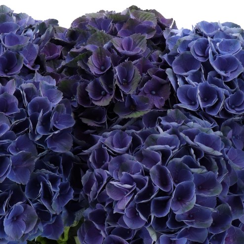 HYDRANGEA MAGICAL MISTRAL DARK PURPLE