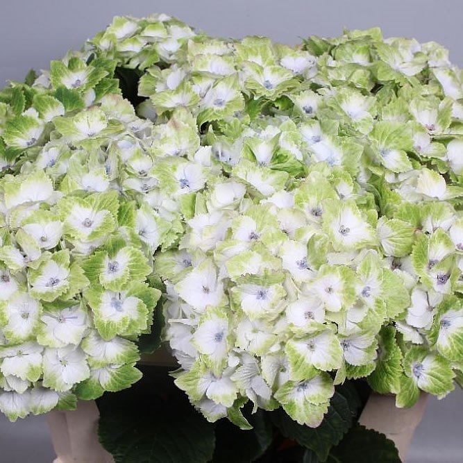 HYDRANGEA MAGICAL NOBLESSE