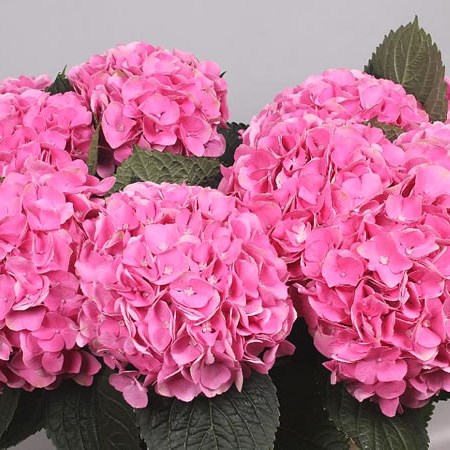 HYDRANGEA MAGICAL OPAL PINK