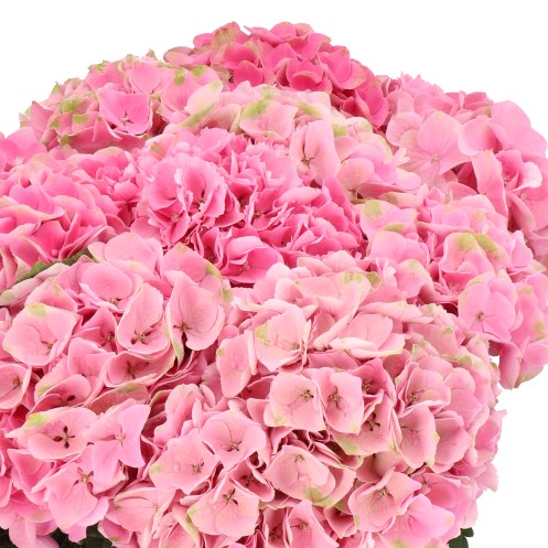 HYDRANGEA MAGICAL OPAL PINK