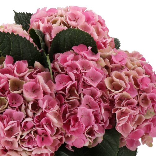 HYDRANGEA MAGICAL OPAL PINK CLASSIC