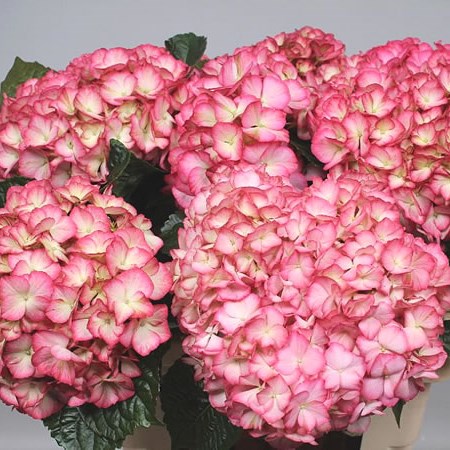HYDRANGEA MAGICAL ORNAMENT
