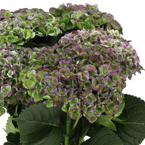 HYDRANGEA MAGICAL REVOLUTION PURPLE CLASSIC