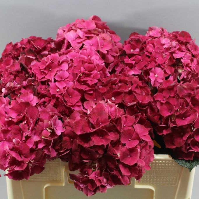Image of Magical ruby red hydrangea in vase on table