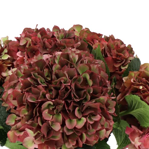 HYDRANGEA MAGICAL RUBY RED CLASSIC