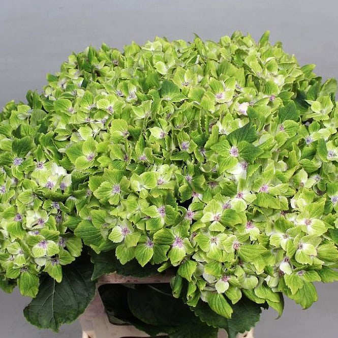 HYDRANGEA MAGICAL SUMMERGREEN