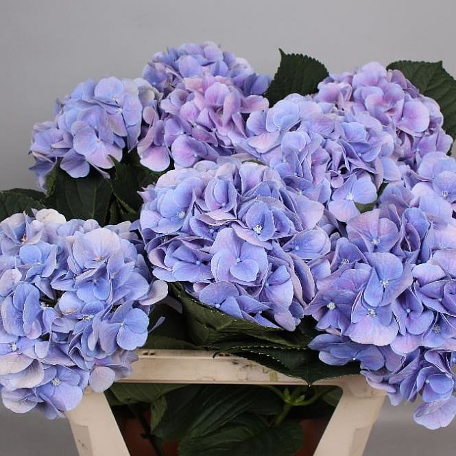 Hydrangea Marsepein Blue