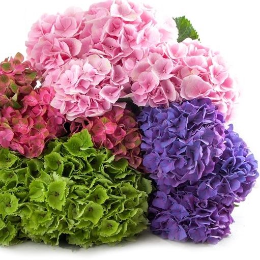 HYDRANGEA MIX (COLS MAY VARY)