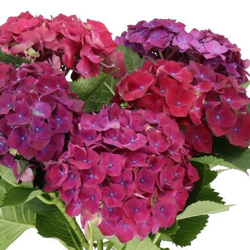 HYDRANGEA MON AMOUR BORDEAUX