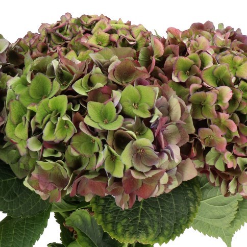 HYDRANGEA MON AMOUR PURPLE CLASSIC