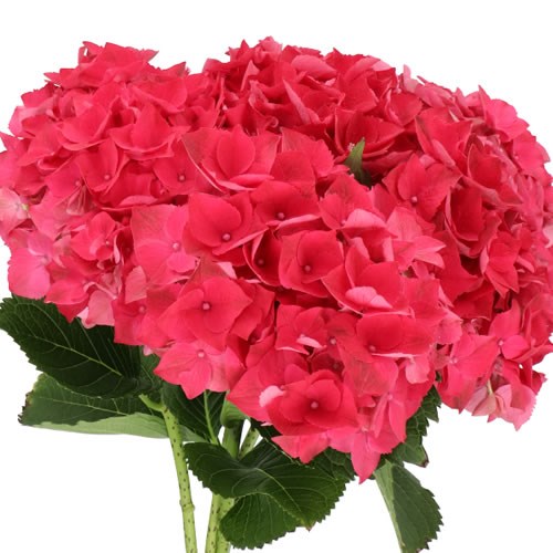 HYDRANGEA MON AMOUR RED