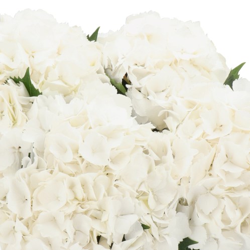 HYDRANGEA MY BEAUTIFUL AKITO