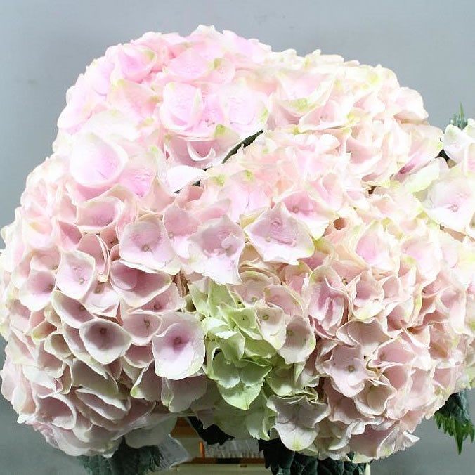 HYDRANGEA MY BEAUTIFUL PINKT