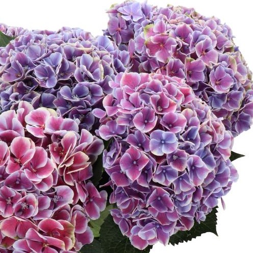 HYDRANGEA MY BEAUTIFUL RIO PURPLE