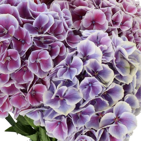 HYDRANGEA MY BEAUTIFUL RIO PURPLE