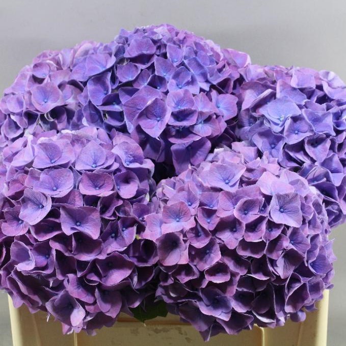 HYDRANGEA MY BEAUTIFUL RIVIERA