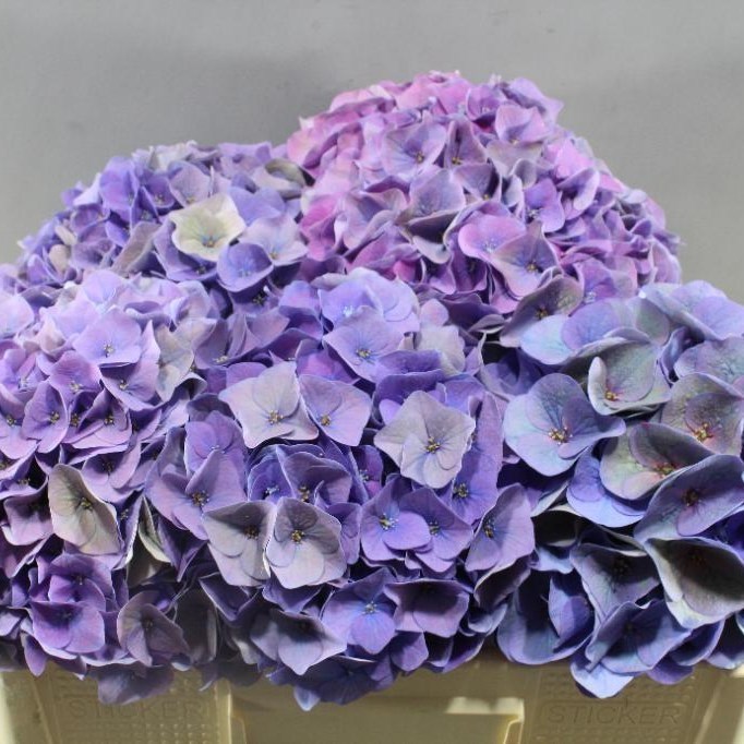 HYDRANGEA MY BEAUTIFUL RIVIERA CLASSIC