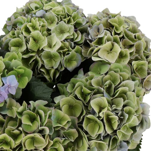 HYDRANGEA MY BEAUTIFUL RIVIERA GREEN CLASSIC