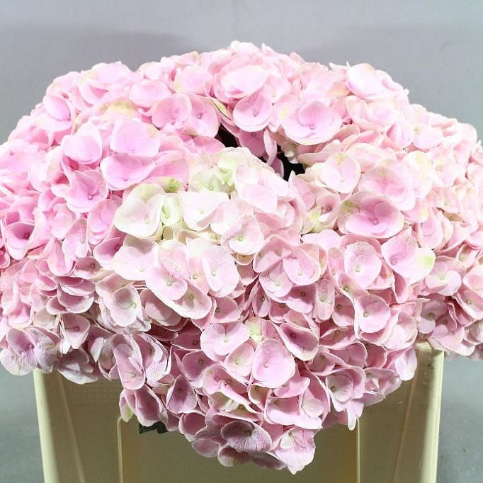 HYDRANGEA MY BEAUTIFUL SAKURA