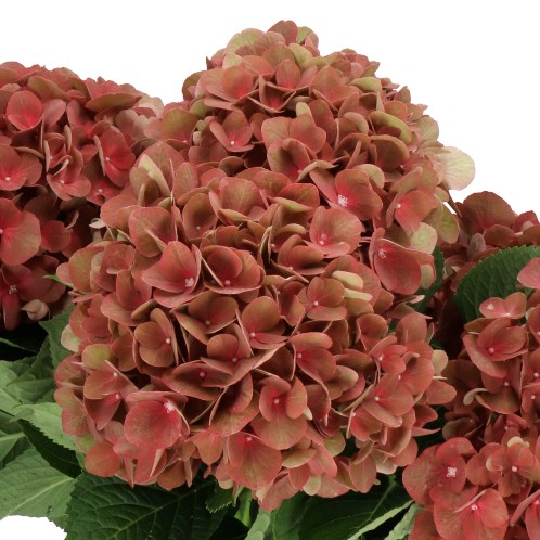 HYDRANGEA MY BEAUTIFUL TERRACOTTA 40cm Wholesale Dutch Flowers HYDRANGEA MY BEAUTIFUL TERRACOTTA 40cm Wholesale Dutch Flowers
