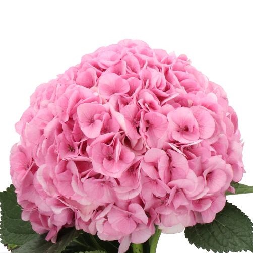 HYDRANGEA MY BEAUTIFUL VIENNA