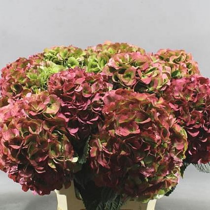 HYDRANGEA MY BEAUTIFUL VIENNA CLASSIC