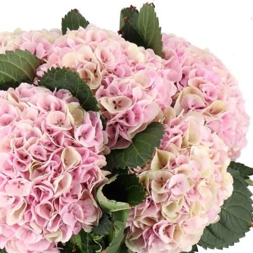 HYDRANGEA MY MATCHA CHAMPAGNE CLASSIC