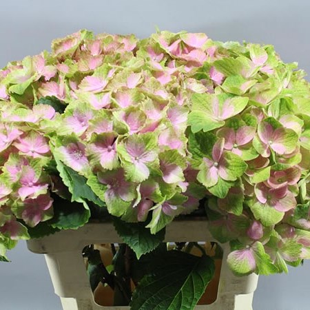 HYDRANGEA NORAH