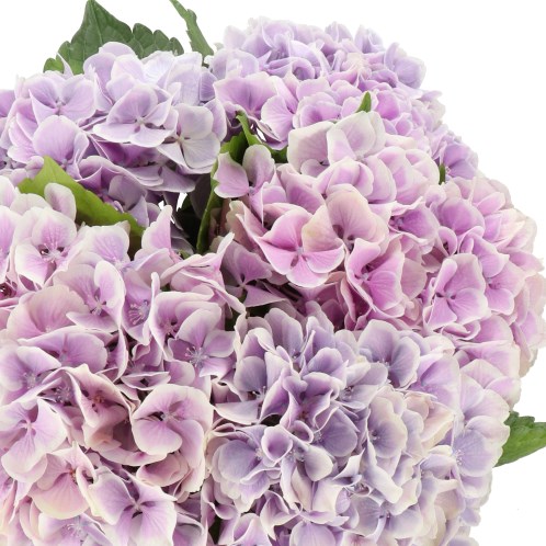 HYDRANGEA OLD DUTCH LILAC/WHITE