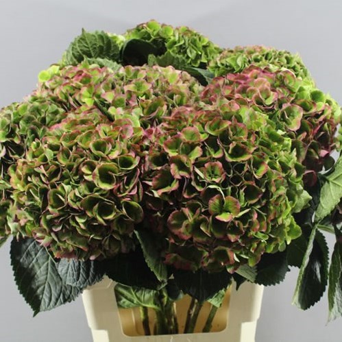 HYDRANGEA OPAL CLASSIC RED/GREEN